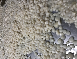 CỒI SÒ ĐIỆP - BAO TRẮNG